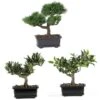 8.5" Potted Bonsai Collection, 3ct. -Michaels D262552S 1