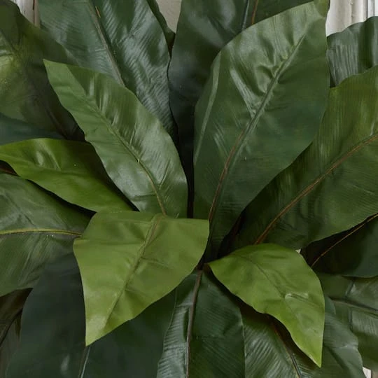 22" Bird's Nest Fern Plant, 3ct. 6 22" Bird's Nest Fern Plant, 3ct. - Image 4