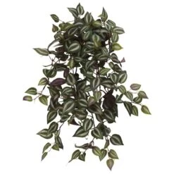Hanging Inchplant Bush, 4ct.