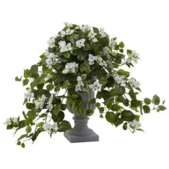 2ft. White Bougainvillea Flowering Plant With Decorative Urn