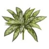 Silver Queen Plant, 6ct. 2 Silver Queen Plant, 6ct. -Michaels D262599S 11