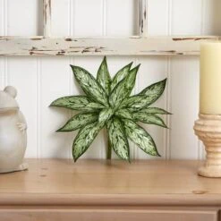 Silver Queen Plant, 6ct. -Michaels D262599S 14