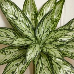 Silver Queen Plant, 6ct. -Michaels D262599S 15