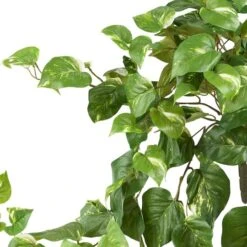 2ft. Pothos Hanging Bush, 3ct. -Michaels D262601S 13