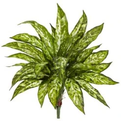 Chinese Evergreen Bush, 4ct.