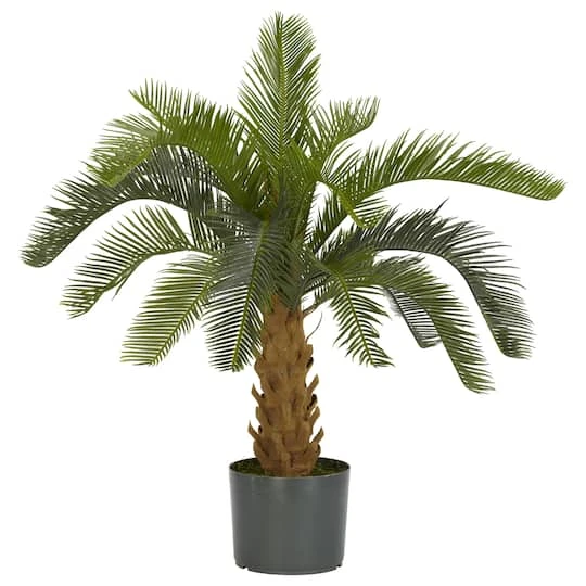 2.5ft. Potted Cycas Tree 3 2.5ft. Potted Cycas Tree