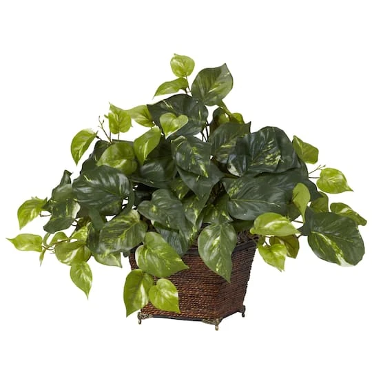 17" Pothos In Coiled Rope Planter 3 17" Pothos In Coiled Rope Planter
