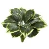 Variegated Hosta, 6ct. -Michaels D262756S 1