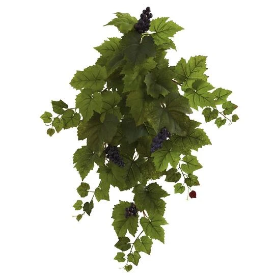 Grape Leaf Hanging Plant, 2ct. 4 Grape Leaf Hanging Plant, 2ct. - Image 2