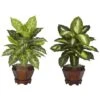 20.5" Assorted Dieffenbachia In Wood Vase, 2ct. 2 20.5" Assorted Dieffenbachia In Wood Vase, 2ct. -Michaels D262779S 11