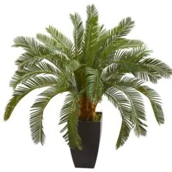 2.5ft. Cycas In Black Planter
