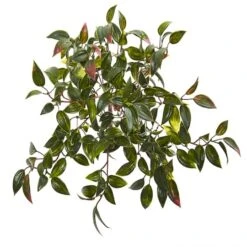 15" Mini Melon Plant, 6ct.