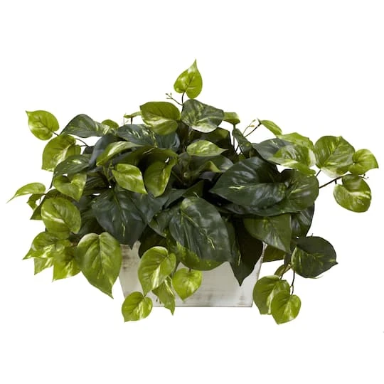 14" Pothos With White Wash Planter 4 14" Pothos With White Wash Planter - Image 2