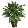 2.5ft. Silver King Plant With Basket 2 2.5ft. Silver King Plant With Basket -Michaels D262927S 1