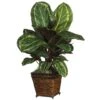 2ft. Prayer Plant In Basket -Michaels D262943S 1