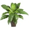 22" Birds Nest Fern With Wicker Basket 1 22" Birds Nest Fern With Wicker Basket -Michaels D262947S 11