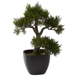 15in. Cedar Bonsai With Black Square Planter