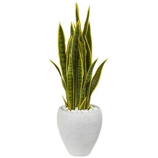 2.5ft. Green & Yellow Snake Plant In White Planter 4 2.5ft. Green & Yellow Snake Plant In White Planter - Image 2