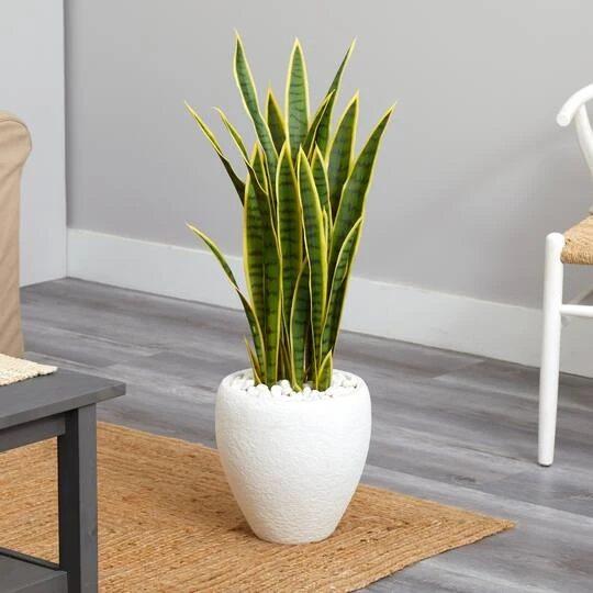 2.5ft. Green & Yellow Snake Plant In White Planter 5 2.5ft. Green & Yellow Snake Plant In White Planter - Image 3