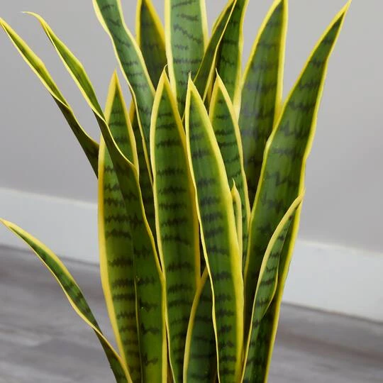 2.5ft. Green & Yellow Snake Plant In White Planter 7 2.5ft. Green & Yellow Snake Plant In White Planter - Image 5