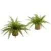 15" Boston Fern With Burlap Planter, 2ct. -Michaels D262984S 11