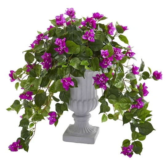 2ft. Purple Bougainvillea In Decorative Urn 3 2ft. Purple Bougainvillea In Decorative Urn