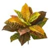Croton Bush, 4ct. -Michaels D262990S 1