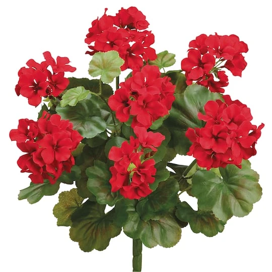 Red Water-Resistant Geranium Bush 3 Red Water-Resistant Geranium Bush