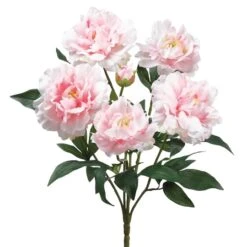 Light Pink Peony Bush