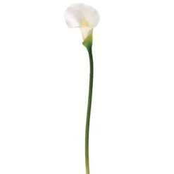 White Calla Lily Stem