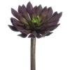 Soft Touch Plum Echeveria Medium Width Pick -Michaels D265695S 1