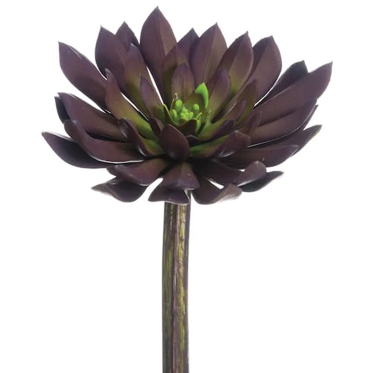 Soft Touch Plum Echeveria Medium Width Pick 3 Soft Touch Plum Echeveria Medium Width Pick