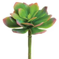 Green & Pink Echeveria Pick