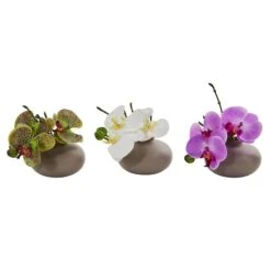 7" Assorted Moth Orchid Arrangement, 3ct.