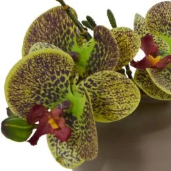 7" Assorted Moth Orchid Arrangement, 3ct. -Michaels D292568S 12