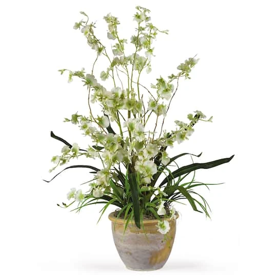 2ft. Green Dancing Lady Orchid Arrangement In Ceramic Vase 3 2ft. Green Dancing Lady Orchid Arrangement In Ceramic Vase