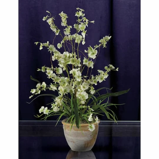 2ft. Green Dancing Lady Orchid Arrangement In Ceramic Vase 5 2ft. Green Dancing Lady Orchid Arrangement In Ceramic Vase - Image 3