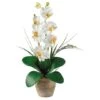 21" Moth Orchid Arrangement In Ceramic Planter -Michaels D292693S 11
