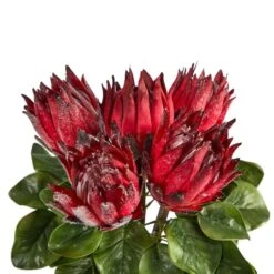 23" Red King Protea Arrangement In Glass Vase -Michaels D292824S 4
