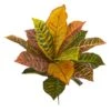 17" Garden Croton Plant, 6ct. 2 17" Garden Croton Plant, 6ct. -Michaels D293360S 1