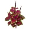 23" Coleus Bush, 6ct. -Michaels D293361S 1