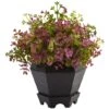 13in. Sedum & Eucalyptus Plant In Black Hexagon Planter 1 13in. Sedum & Eucalyptus Plant In Black Hexagon Planter -Michaels D293369S 11