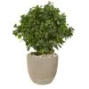 2.5ft. Peperomia Plant In Sand Stone Planter 1 2.5ft. Peperomia Plant In Sand Stone Planter -Michaels D293424S 11