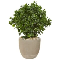2.5ft. Peperomia Plant In Sand Stone Planter