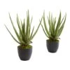 18" Potted Aloe Plant, 2ct.