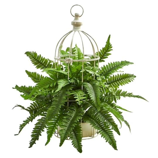 19" Boston Fern Plant In Decorative Cage 3 19" Boston Fern Plant In Decorative Cage