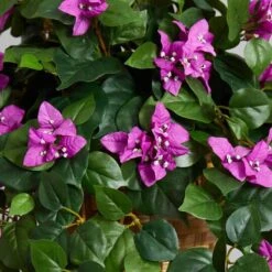 2.5ft. Bougainvillea In Woven Planter -Michaels D293843S 16