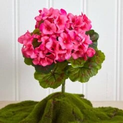 Pink Geranium Bush, 4ct. 15 Pink Geranium Bush, 4ct. -Michaels D293881S 16