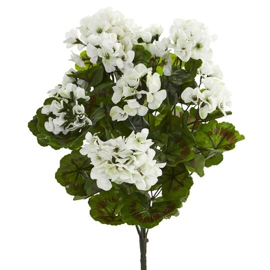 White Geranium Bush, 3ct. 3 White Geranium Bush, 3ct.