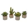 6" Potted Mixed Succulent Plants, 4ct. 2 6" Potted Mixed Succulent Plants, 4ct. -Michaels D293923S 11